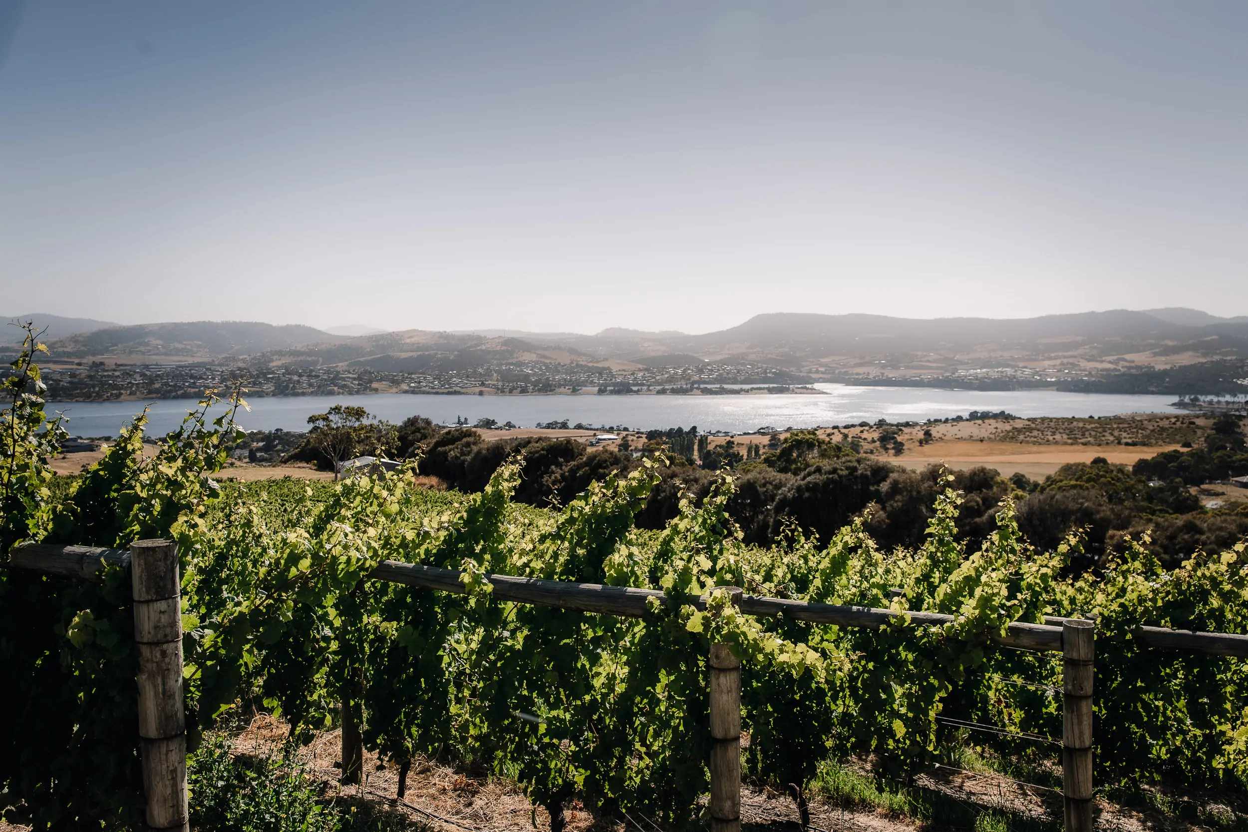 Vineyard rows above the River Derwent with hills beyond