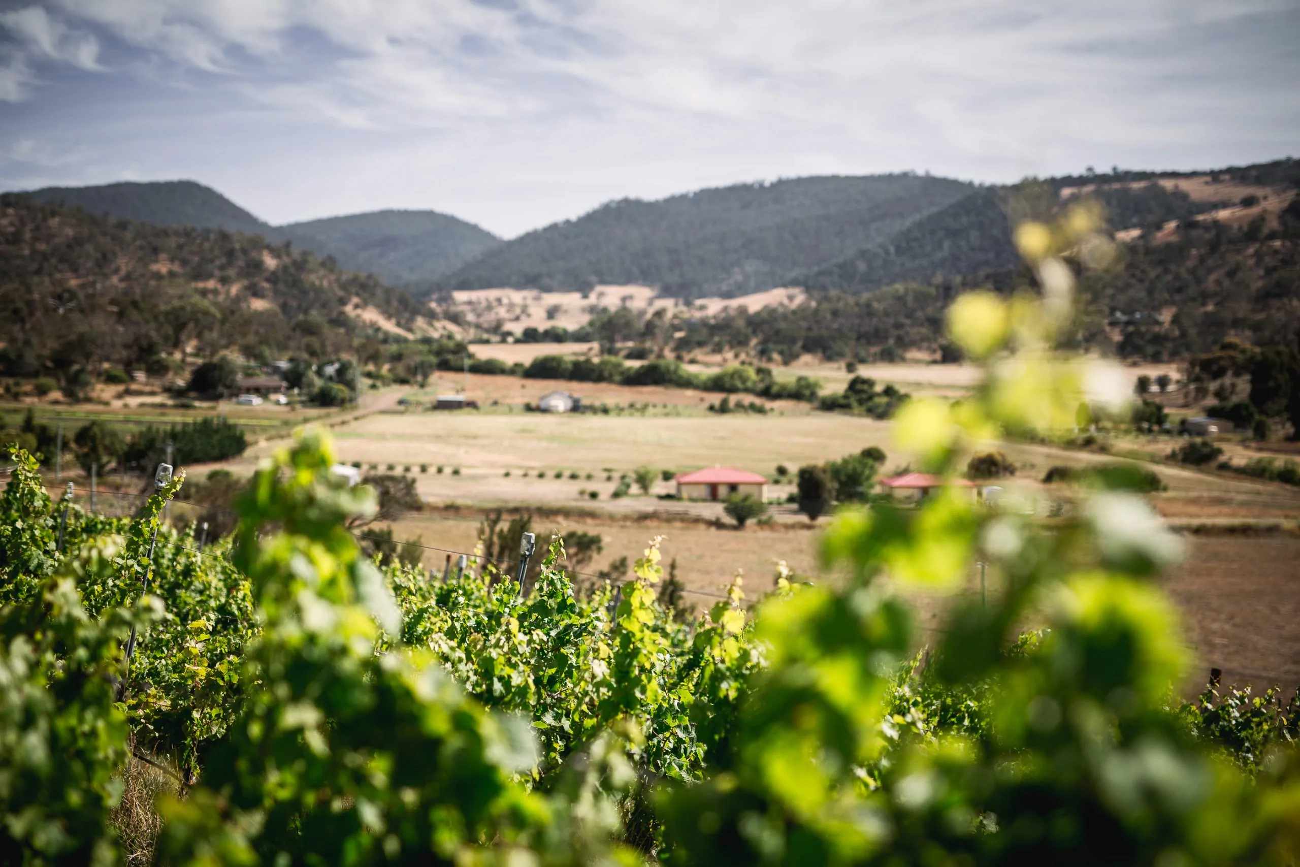 Spring vines in leaf above a green valley in Southern Tasmania